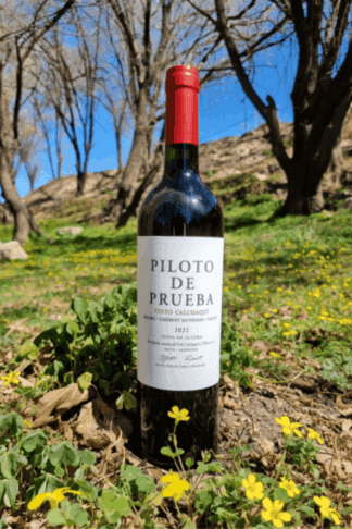 45_pilotowines_piloto_de_prueba_tintocalchaqui_2022